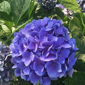 Filoli - Botanical Gardens Near Me - Woodside, California