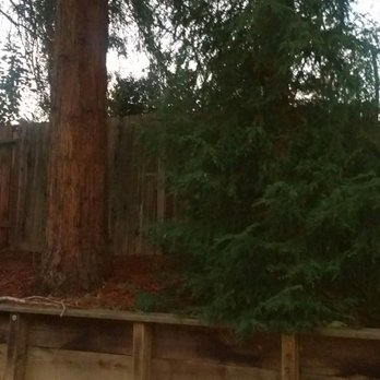 Unique Arbor Tree Care - Dead red wood sprouting - Tree Services Near Me - Foresthill, California