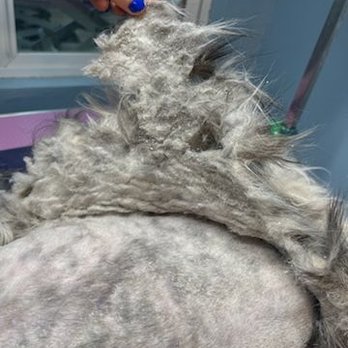 Paws With Claws Pet Spa & Resort - Removal of severe matting - Pet Groomers Near Me - Phoenix, Arizona
