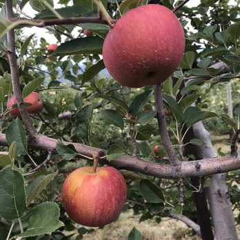 Carter Mountain Orchard - Pick Your Own Farms Near Me - Charlottesville, Virginia