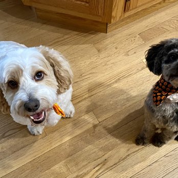 BarMor Puppies - Rusty and Mocha, BFF's and the center of our family - Pet Breeders Near Me