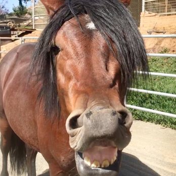 Del Dios Training Stables - Trick horses - Horseback Riding Near Me - Bonsall, California