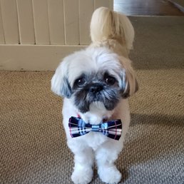My Sweet Sams after his furcut with Alison! My Sweet Sams after his furcut with Alison!
