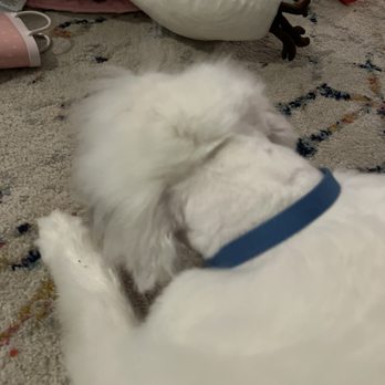 PetSmart - Pet Stores Near Me - Hillsboro, Oregon
