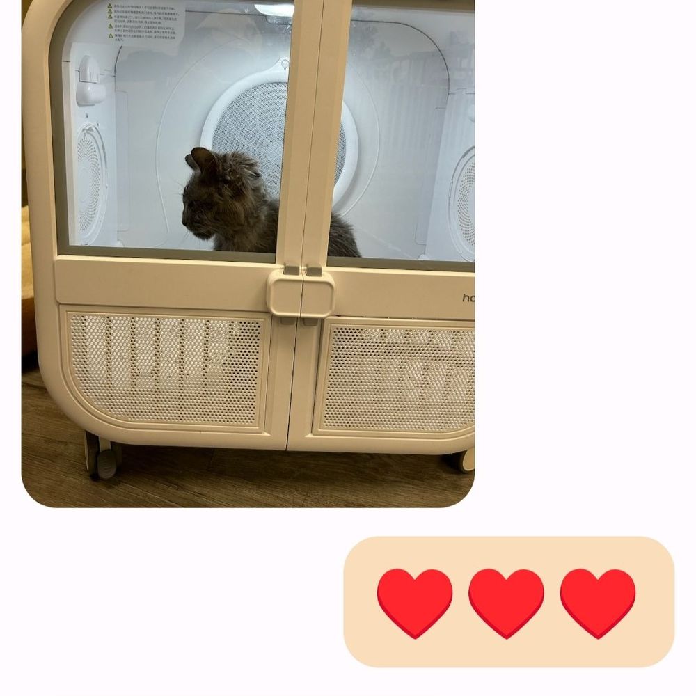 Pet Beloved - Photo of kitty being dried - Pet Groomers Near Me - San Diego, California Pet Beloved - Photo of kitty being dried - Pet Groomers Near Me - San Diego, California
