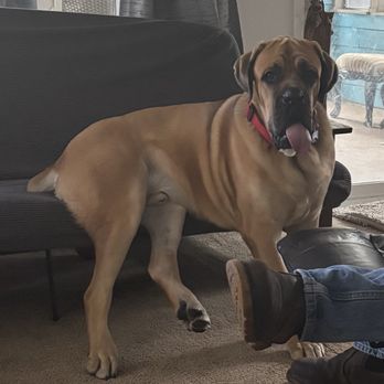 Robertas Mobile Pet Grooming - This is my big boy Cuey - Pet Groomers Near Me Robertas Mobile Pet Grooming - This is my big boy Cuey - Pet Groomers Near Me