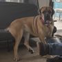 Photo of Robertas Mobile Pet Grooming