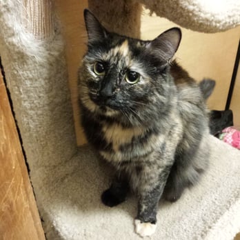 Caring Friends Cat Rescue - Lainie wants to be your forever cuddle bug :) - Animal Shelters Near Me - Tustin, California