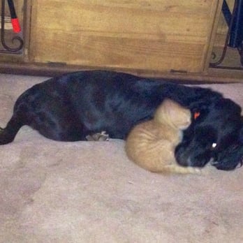 Southern Hills Kennel - Sassy & Kitten Cuddling - Pet Sitting Near Me - Abilene, Texas Southern Hills Kennel - Sassy & Kitten Cuddling - Pet Sitting Near Me - Abilene, Texas