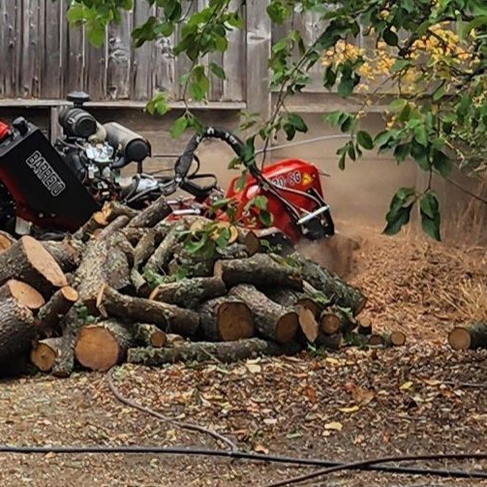 Bay Area Tree Pro - Tree Services Near Me