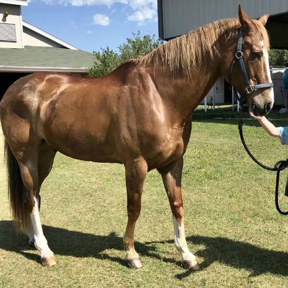 Winterhaven Ranch - Horse Boarding Near Me - Aubrey, Texas Winterhaven Ranch - Horse Boarding Near Me - Aubrey, Texas
