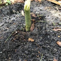 They weed whacked my 3 foot tall plant