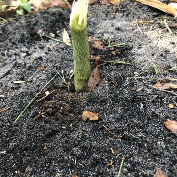 Complete Property Maintenance - They weed whacked my 3 foot tall plant - Gardeners Near Me - Coconut Creek, Florida