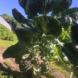 Roosters Farm Stand