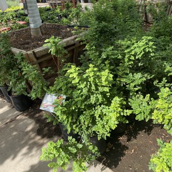 Moon Valley Nurseries - Plants I bought - Nurseries & Gardening Near Me - Chandler, Arizona
