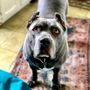 Photo of Daily Dose Dog Walking