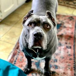 Daily Dose Dog Walking - 120 lb Sheba LOVES when Daily Dose comes by!