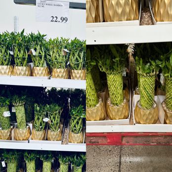 Costco - Beautiful bamboo plants - Wholesale Stores Near Me - Honolulu, Hawaii Costco - Beautiful bamboo plants - Wholesale Stores Near Me - Honolulu, Hawaii