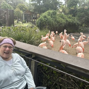 Santa Barbara Zoo - Mom in front of the flamingo enclosure - Zoos Near Me - Santa Barbara, California Santa Barbara Zoo - Mom in front of the flamingo enclosure - Zoos Near Me - Santa Barbara, California