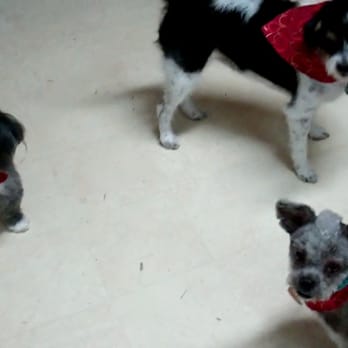 Chez Pooch - Three happy customers! - Pet Groomers Near Me - Fort Myers, Florida Chez Pooch - Three happy customers! - Pet Groomers Near Me - Fort Myers, Florida