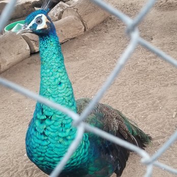 Montebello Barnyard Zoo - Petting Zoos Near Me - Montebello, California Montebello Barnyard Zoo - Petting Zoos Near Me - Montebello, California
