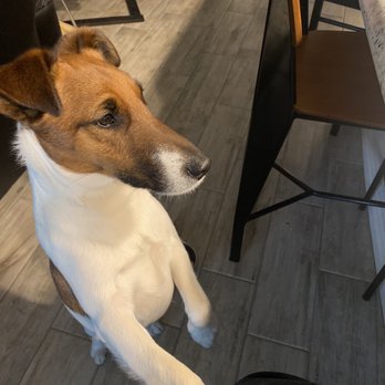 AZ Pet Stylist - Jasper ! - Pet Groomers Near Me - Queen Creek, Arizona