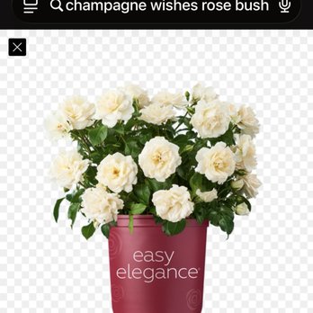 Grier Nursery Farm - Champagne Wishes Rose Bush - Nurseries & Gardening Near Me - Forest Hill, Maryland Grier Nursery Farm - Champagne Wishes Rose Bush - Nurseries & Gardening Near Me - Forest Hill, Maryland