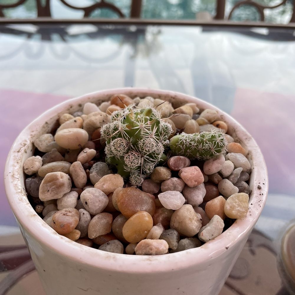 Poot's Cactus Nursery - This one looked soft- - Nurseries & Gardening Near Me - Ripon, California Poot's Cactus Nursery - This one looked soft- - Nurseries & Gardening Near Me - Ripon, California