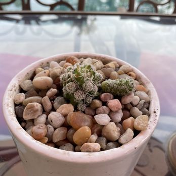 Poot's Cactus Nursery - This one looked soft- - Nurseries & Gardening Near Me - Ripon, California