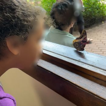 The Butterfly Place - Watching the butterflies through a big window in case being touched by them feels scary. - Botanical Gardens Near Me - Westford, Massachusetts