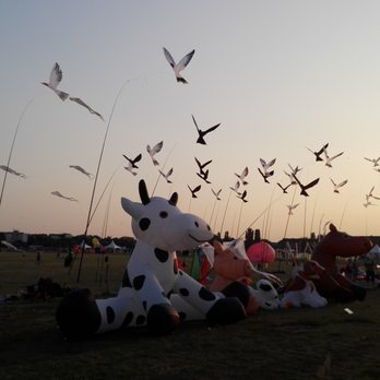 Festival Der Riesendrachen - the birds were so cool - Festivals Near Me - Berlin, BE