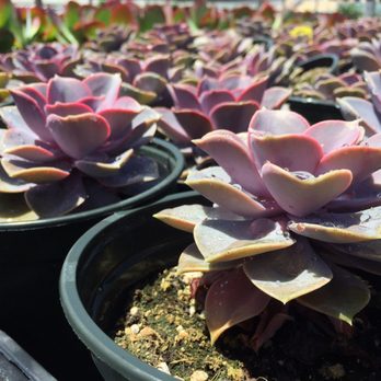 Toro Nursery - Nurseries & Gardening Near Me - Torrance, California Toro Nursery - Nurseries & Gardening Near Me - Torrance, California