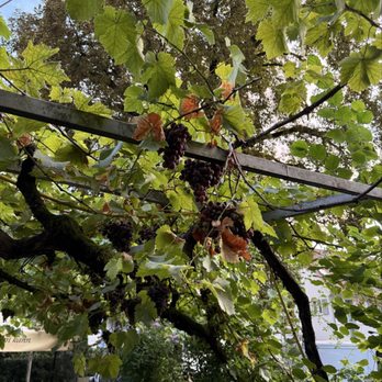 Zum Adler - Grapes grown at the restaurant - International Near Me - Frankfurt, HE