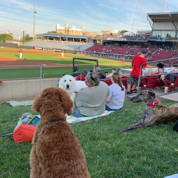 Cedar Rapids Kernels Baseball - Bark in the Park is making this little man the happiest mini golden doodle out there!! - Baseball Fields Near Me - Cedar Rapids, Iowa