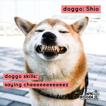 NYC Pooch - Dog Walkers Near Me - NY, New York