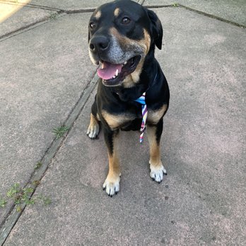 Perfect Pet Salon - Jango happy after his grooming appointment! - Pet Groomers Near Me - Concord, California Perfect Pet Salon - Jango happy after his grooming appointment! - Pet Groomers Near Me - Concord, California