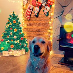 Dayna's Dog Sitting - And she sends us lots of photos!