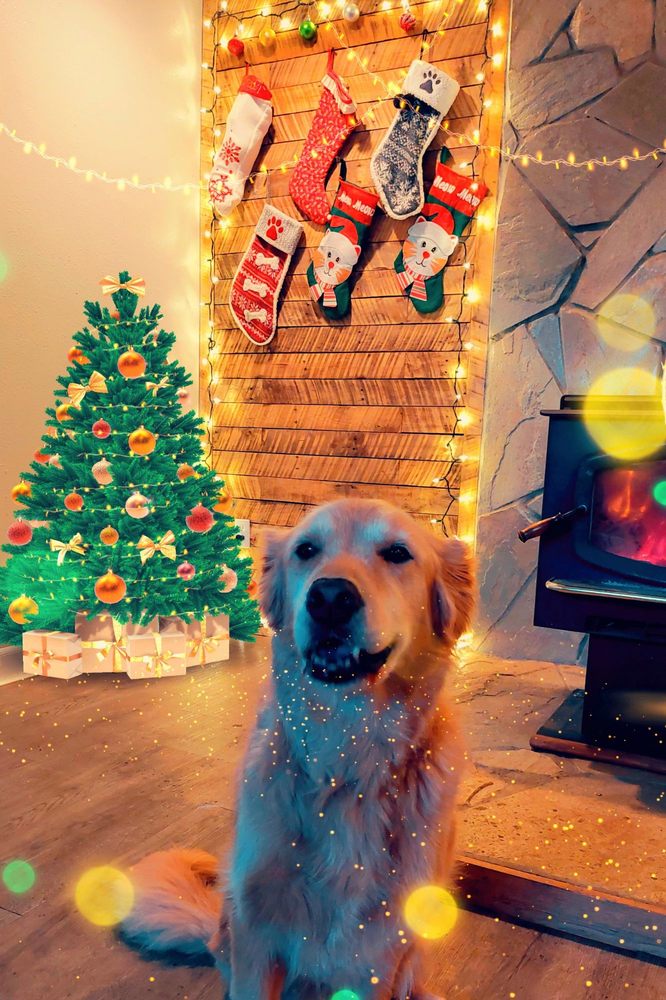 DAYNA’S DOG SITTING Updated September 2024 Graham, Washington Pet