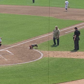 St Paul Saints - Pig takes the field between innings - Professional Sports Teams Near Me - Saint Paul, Minnesota St Paul Saints - Pig takes the field between innings - Professional Sports Teams Near Me - Saint Paul, Minnesota