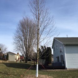Trees On Wheels - 6 month/winter care