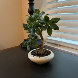 Bonsai Bonsai
