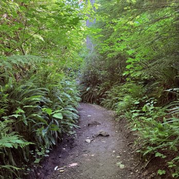 Quinault Rain Forest - Parks Near Me - Amanda Park, Washington Quinault Rain Forest - Parks Near Me - Amanda Park, Washington