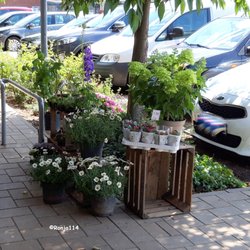 Blumen Behr