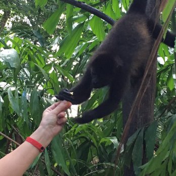 Hotel Riu Yucatan - Cute monkeys on resort. This person fed them, it says you shouldn't. We did not. - Hotels Near Me - Playacar, ROO
