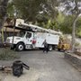 Photo of Northland Tree Enterprises