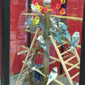 Petco - Pretty birds - Pet Stores Near Me - Rockville, Maryland Petco - Pretty birds - Pet Stores Near Me - Rockville, Maryland