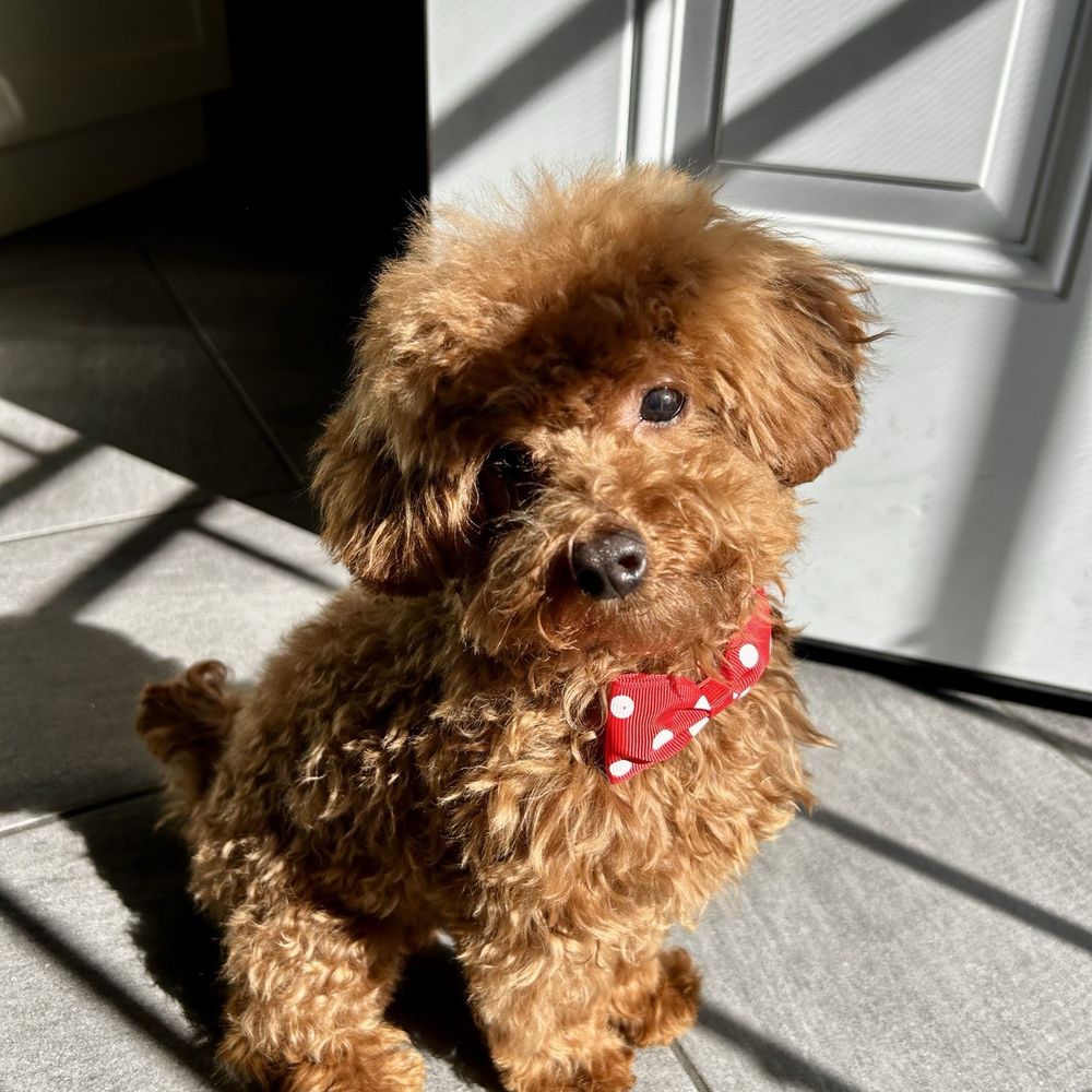 7mo. Toy Poodle 7mo. Toy Poodle