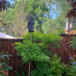 The fake owl I found at Ace, thanks to help from Cash, the nice guy in the Garden center. The fake owl I found at Ace, thanks to help from Cash, the nice guy in the Garden center.