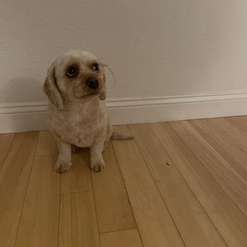 Shampooch Dog Salon - Pet Groomers Near Me - Sausalito, California