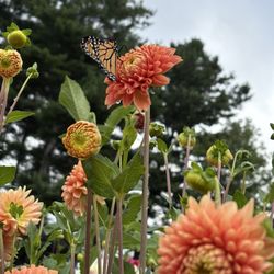 Parlee Farms - Gorgeous butterfly in flowers